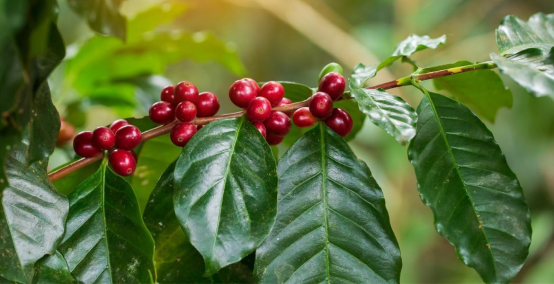 Cómo plantar y cultivar tu propio café en casa